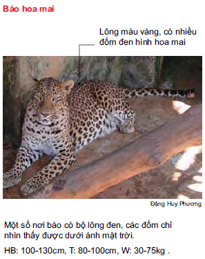 Báo hoa mai