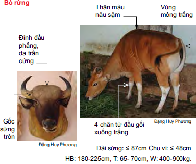 Bò rừng