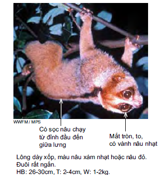 Cu li lớn
