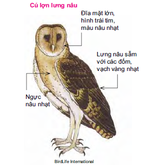 Cú lợn lưng nâu