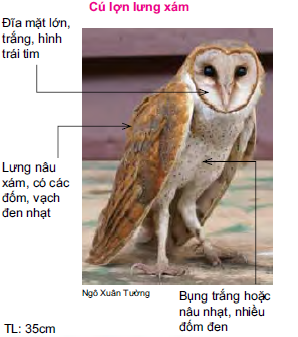 Cú lợn lưng xám