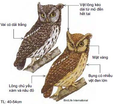 Cú mèo nhỏ