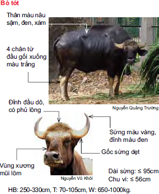 Bò tót