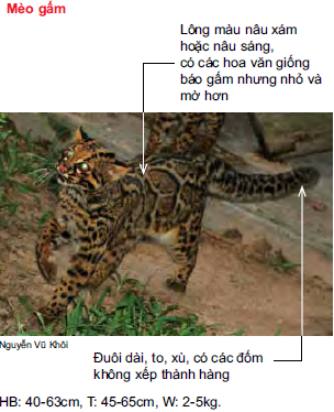 Mèo gấm