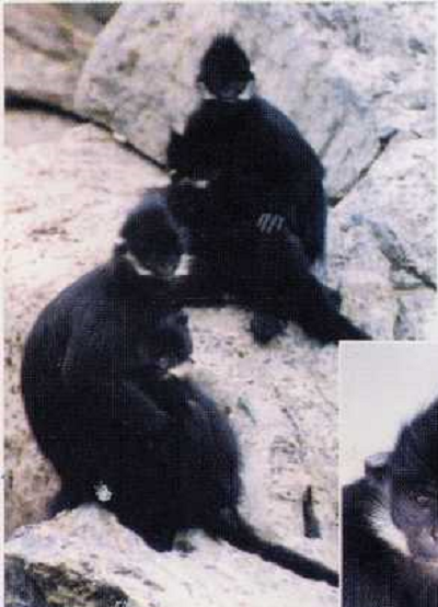 Voọc đen má trắng