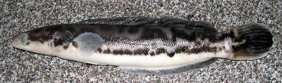 Cá lóc bông (Tên tiếng Anh: Giant snakehead)