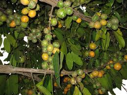 Ảnh nhận dạng 2