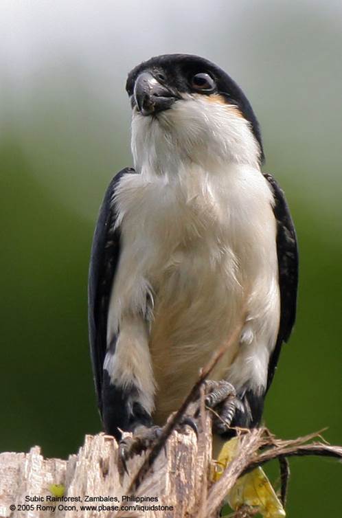 Ảnh nhận dạng 1 Ảnh nhận dạng 1